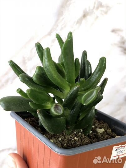 Крассула хоббит