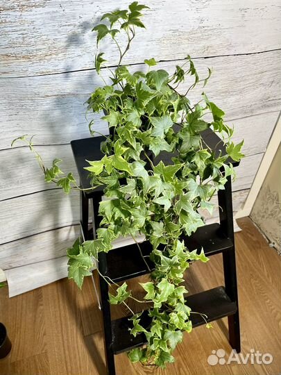 Плющ хедера, активно растущее растение