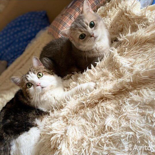 Шотландский кот