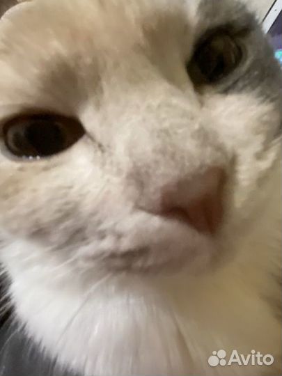 Отдам кошку