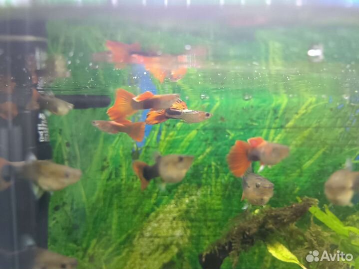 Рыбка. Гуппи