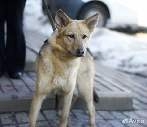 Собака в вольер в добрые руки