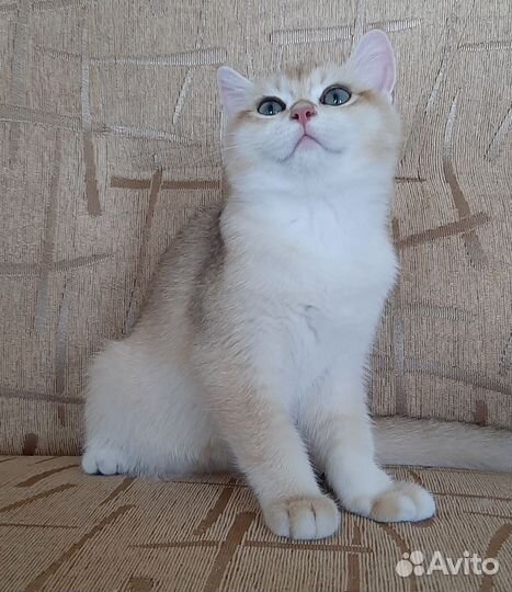 Котята золотая шиншилла ny 12