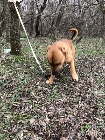 Питбуль помесь