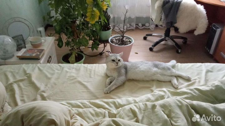 Британские коты вязка