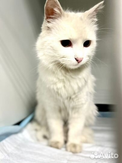 Котик счастье в самые-самые добрые ручки