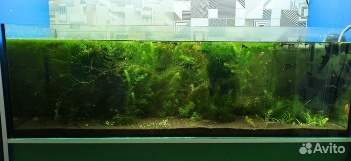 Аквариум 200л