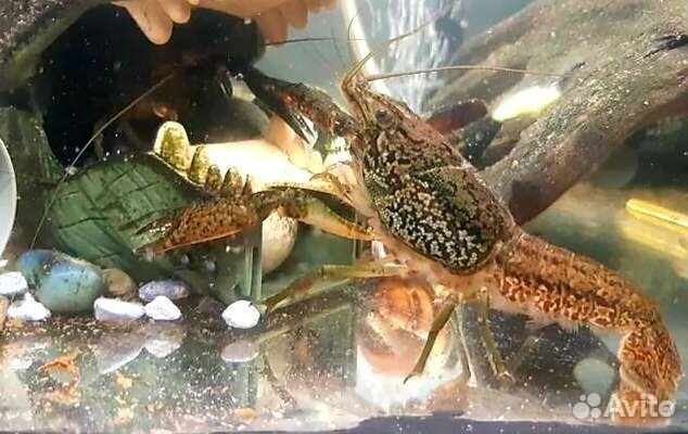 Мраморный рак (аквариумные)