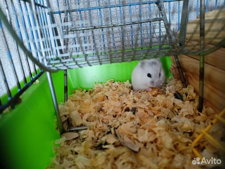 Джунгарский хомяк