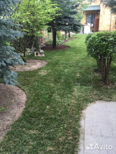 Рулонный газон, укладка, продажа