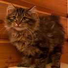 Курильский бобтейл длинношёрстный котёнок