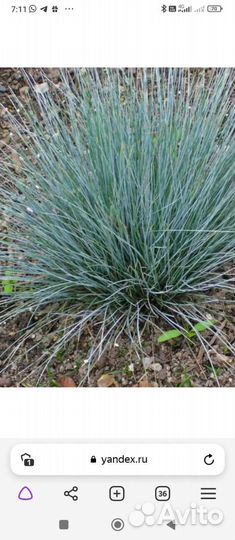 Овсяница сизая