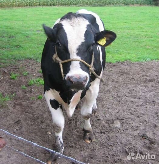 Бычки телята бесплатная доставка