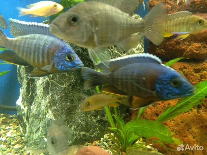 Аквариумные рыбки Аулонокара Рэд Флэш,цихлиды