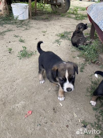 Щенки в добрые руки, бесплатно. Волгоград