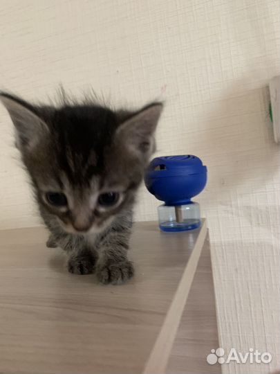 Котята в добрые ручки
