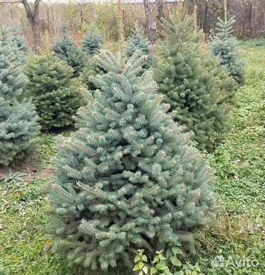 Голубая Глаука ель j-8565