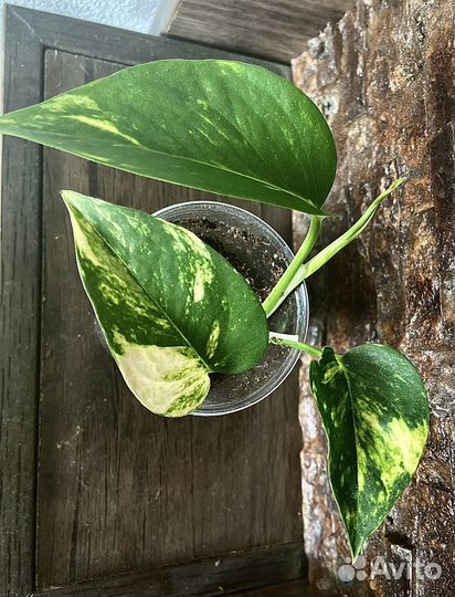 Эпипремнумы, сциндапсусы