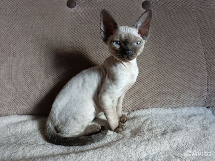 Котик Девон Рекс