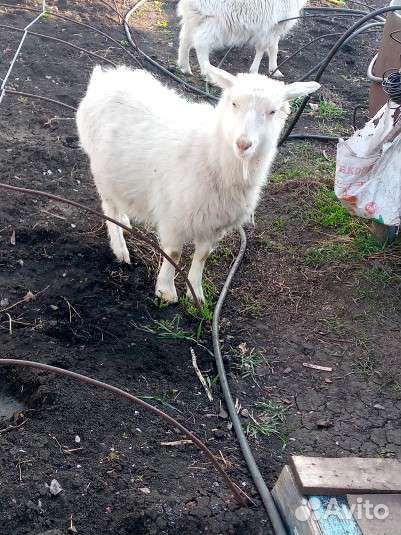 Молодые козы