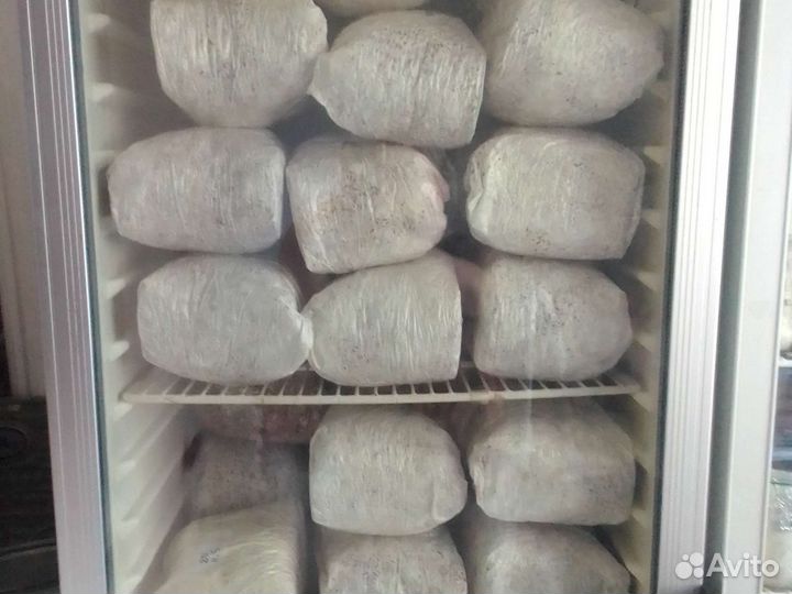 Мицелий вешенки зерновой