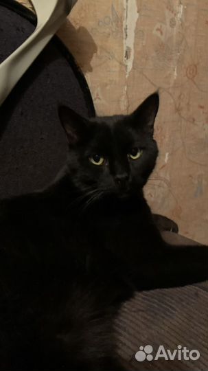 Огромный чёрный Бакс (кот)