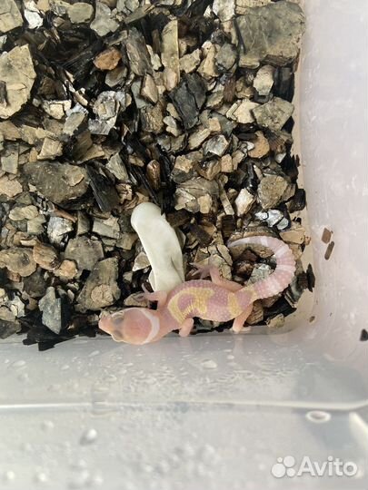 Геккон эублефар