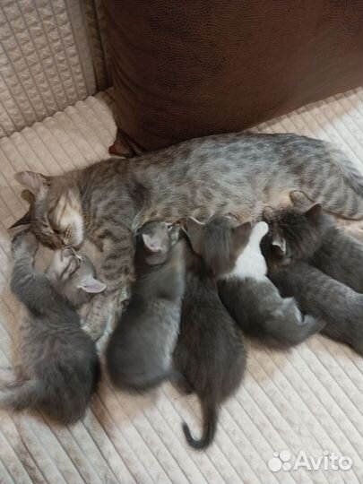 Кошки в добрые руки бесплатно