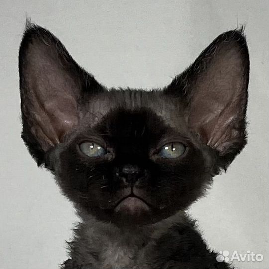 Котята девон рекс