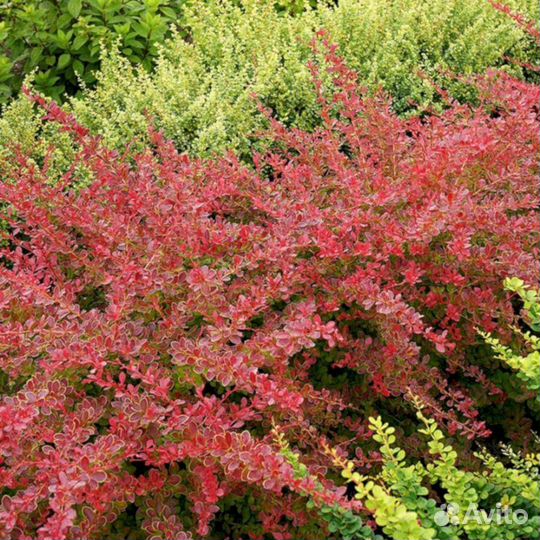 Барбарис Ред Карпет