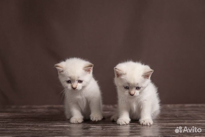 Шотландские котята