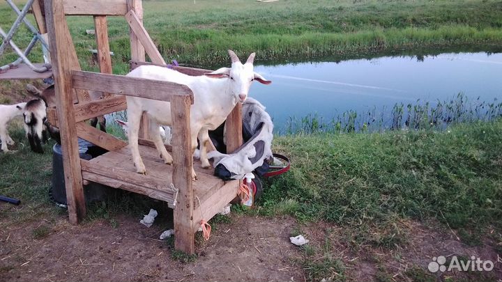 Козлики