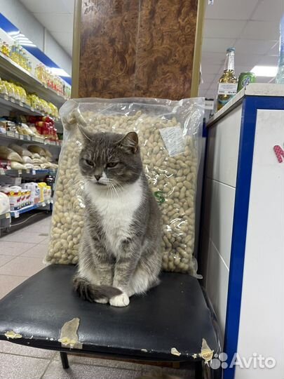 Кошка в добрые руки