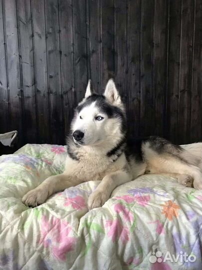 Сибирский хаски