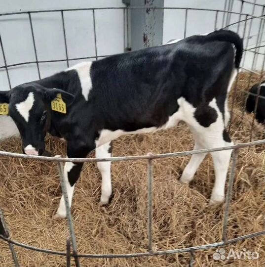 Телята с доставкой