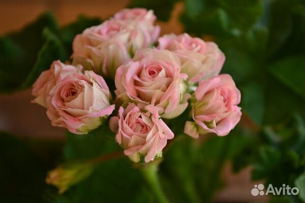 Пеларгонии сортовые Ю Царская невеста