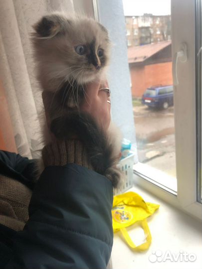 Кошка в дар