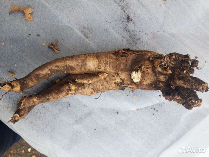 Мужик корень