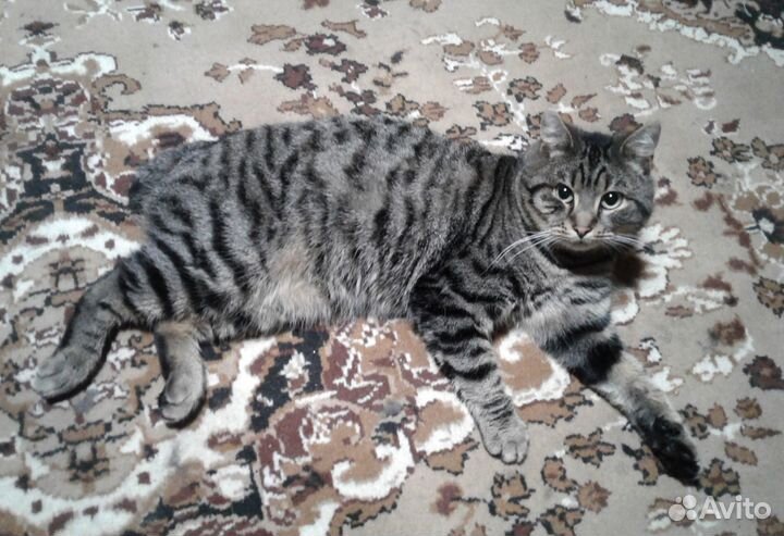 Потерялся кот