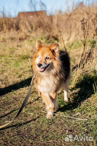 Собака из приюта в добрые руки бесплатно