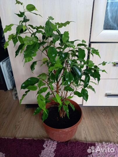 Цветы комнатные