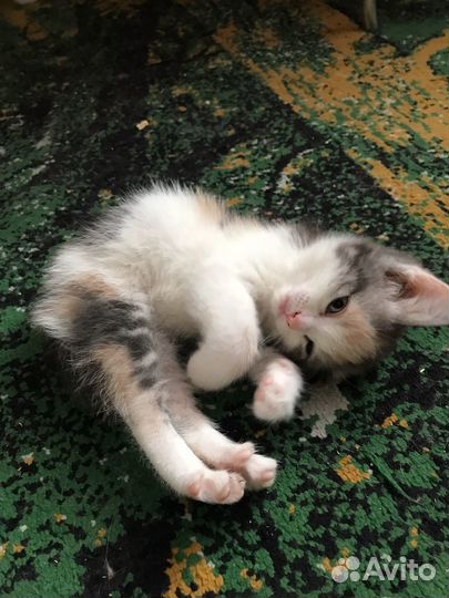 Отдам бесплатно котят