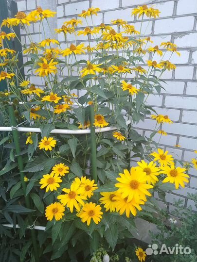 Ромашка высокая