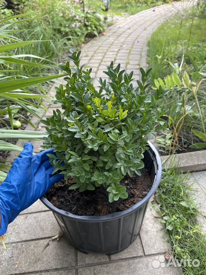 Растения для сада (Самшит )