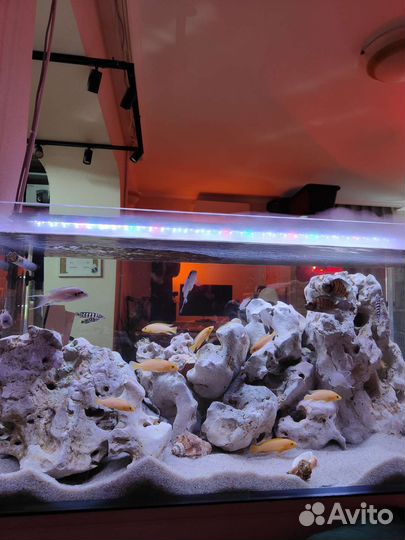 Танганика цихлиды, декор кенийский камень