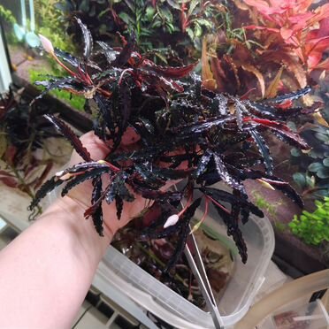 Буцефаландра вельвет