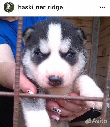 Хаски для вязки