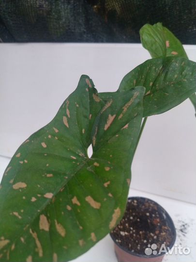 Сингониум, филодендроны