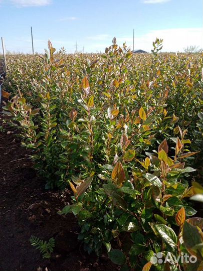 Кизильник блестящий со своего участка