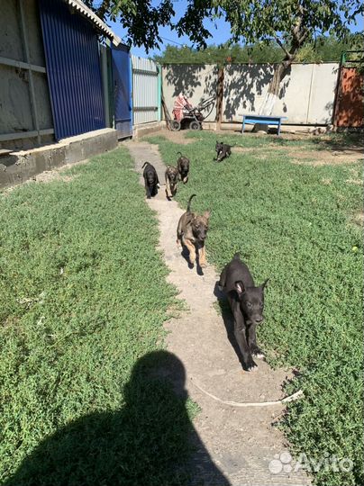 Щенки грейхаунд